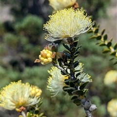 Unverified Other Shrub at Kalbarri National Park, WA - 23 Oct 2024 by HelenCross