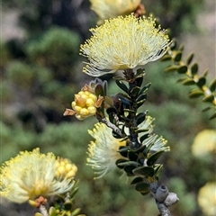 Unidentified Other Shrub at Kalbarri National Park, WA - 23 Oct 2024 by HelenCross