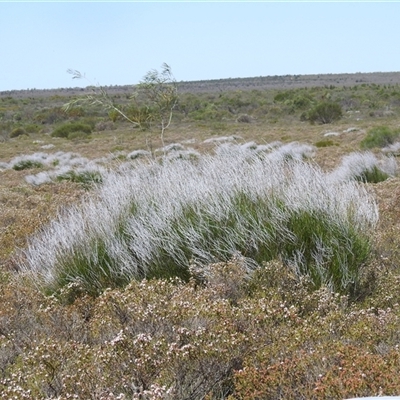 Unidentified Other Shrub at Kalbarri National Park, WA - 23 Oct 2024 by HelenCross