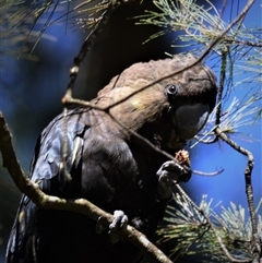 Calyptorhynchus lathami lathami (Glossy Black-Cockatoo) at Wingello, NSW - 14 Sep 2020 by GITM1