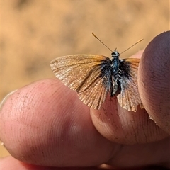 Unidentified Butterfly (Lepidoptera, Rhopalocera) at Kalbarri National Park, WA - 23 Oct 2024 by HelenCross