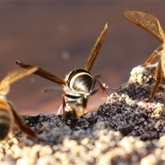 Eumeninae (subfamily) (Unidentified Potter wasp) at Macarthur, ACT - 13 Dec 2024 by RodDeb