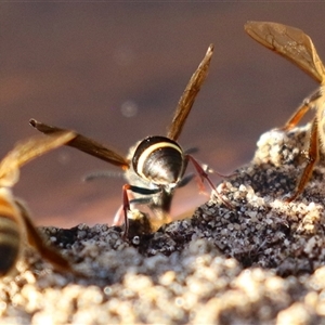 Eumeninae (subfamily) (Unidentified Potter wasp) at Macarthur, ACT by RodDeb