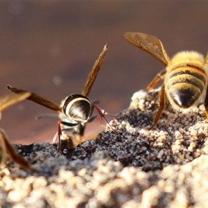 Eumeninae (subfamily) at Macarthur, ACT - 13 Dec 2024