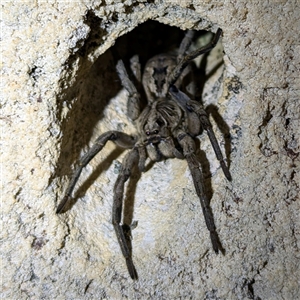 Tasmanicosa sp. (genus) (Unidentified Tasmanicosa wolf spider) at Kalbarri, WA by HelenCross