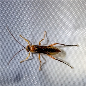 Unidentified Wasp (Hymenoptera, Apocrita) at Kalbarri, WA by HelenCross