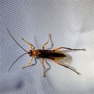 Unidentified Wasp (Hymenoptera, Apocrita) at Kalbarri, WA - 24 Oct 2024 by HelenCross