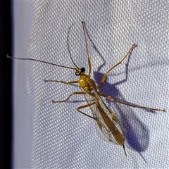 Unidentified Wasp (Hymenoptera, Apocrita) at Kalbarri, WA - 24 Oct 2024 by HelenCross