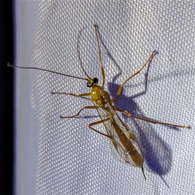 Unverified Wasp (Hymenoptera, Apocrita) at Kalbarri, WA - 24 Oct 2024 by HelenCross