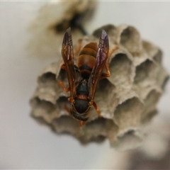 Polistes (Polistella) humilis (Common Paper Wasp) at Macarthur, ACT - 13 Dec 2024 by RodDeb