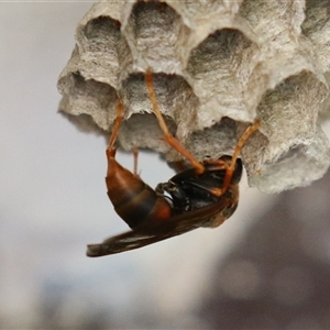 Polistes (Polistella) humilis at Macarthur, ACT - 13 Dec 2024 06:16 PM