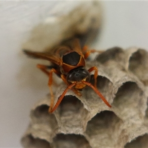 Polistes (Polistella) humilis at Macarthur, ACT - 13 Dec 2024 06:16 PM