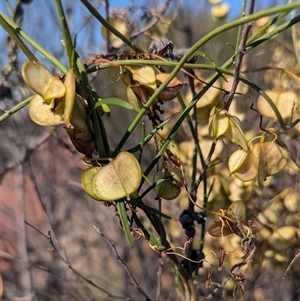 Unidentified Other Shrub at Kalbarri National Park, WA by HelenCross