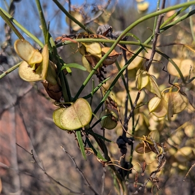 Unidentified Other Shrub at Kalbarri National Park, WA - 25 Oct 2024 by HelenCross