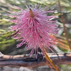 Unidentified Other Shrub at Kalbarri National Park, WA - 25 Oct 2024 by HelenCross