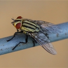 Sarcophaga sp. (genus) (Flesh fly) at Macarthur, ACT - 13 Dec 2024 by RodDeb