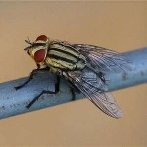 Sarcophaga sp. (genus) (Flesh fly) at Macarthur, ACT by RodDeb