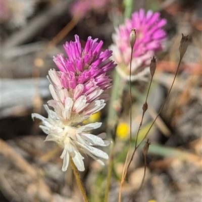Unverified Other Wildflower or Herb at Kalbarri National Park, WA - 26 Oct 2024 by HelenCross