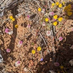 Unverified Daisy at Kalbarri National Park, WA - 26 Oct 2024 by HelenCross
