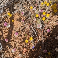 Unidentified Daisy at Kalbarri National Park, WA - 25 Oct 2024 by HelenCross