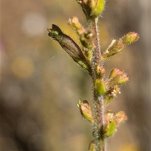 Unidentified Other Wildflower or Herb at Kalbarri National Park, WA by HelenCross