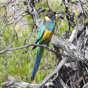 Barnardius zonarius (Australian Ringneck) at Kalbarri National Park, WA by HelenCross