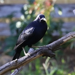 Ptilonorhynchus violaceus (Satin Bowerbird) at Macarthur, ACT - 13 Dec 2024 by RodDeb