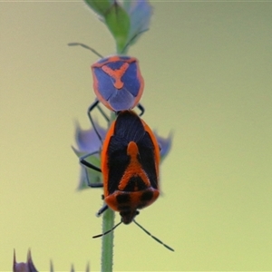 Agonoscelis rutila (Horehound bug) at Macarthur, ACT by RodDeb