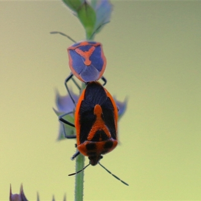 Agonoscelis rutila (Horehound bug) at Macarthur, ACT - 13 Dec 2024 by RodDeb