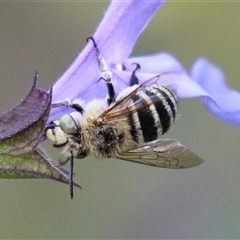 Amegilla sp. (genus) (Blue Banded Bee) at Macarthur, ACT - 13 Dec 2024 by RodDeb