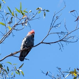 Callocephalon fimbriatum at Penrose, NSW - suppressed