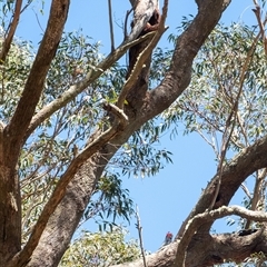 Callocephalon fimbriatum at Penrose, NSW - suppressed