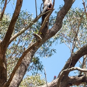 Callocephalon fimbriatum at Penrose, NSW - suppressed