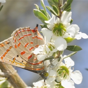 Hypochrysops delicia (Moonlight Jewel) at Nerriga, NSW by Harrisi