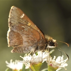 Toxidia doubledayi (Lilac Grass-skipper) at Charleys Forest, NSW - 13 Dec 2024 by Harrisi