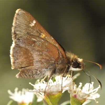 Dispar compacta at Charleys Forest, NSW - 12 Dec 2024 by Harrisi