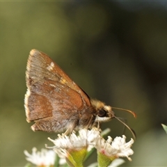 Toxidia doubledayi at Charleys Forest, NSW - 13 Dec 2024