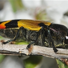 Castiarina brutella at Nerriga, NSW - 13 Dec 2024 by Harrisi