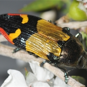 Castiarina brutella at Nerriga, NSW - 13 Dec 2024 10:52 AM