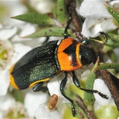 Castiarina pertii (Jewel beetle) at Nerriga, NSW - 13 Dec 2024 by Harrisi