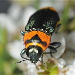 Castiarina pertyi at Nerriga, NSW - 13 Dec 2024