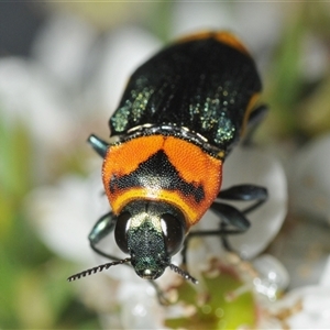 Castiarina pertyi at Nerriga, NSW - 13 Dec 2024