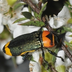 Castiarina pertyi at Nerriga, NSW - 13 Dec 2024