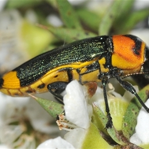 Castiarina pertyi at Nerriga, NSW - 13 Dec 2024