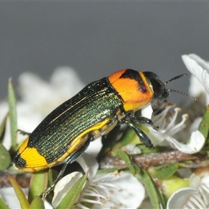 Castiarina pertyi at Nerriga, NSW - 13 Dec 2024