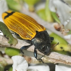 Castiarina balteata (A jewel beetle) at Nerriga, NSW - 13 Dec 2024 by Harrisi