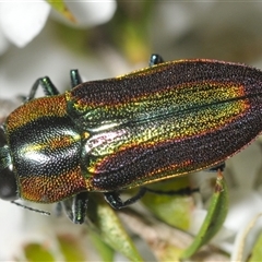 Selagis caloptera (Caloptera jewel beetle) at Nerriga, NSW - 13 Dec 2024 by Harrisi