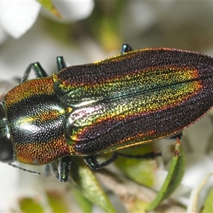 Selagis caloptera at Nerriga, NSW - 13 Dec 2024 07:31 PM