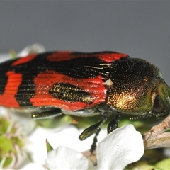 Castiarina ignota (A Jewel Beetle) at Nerriga, NSW - 13 Dec 2024 by Harrisi