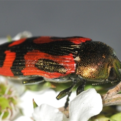 Castiarina ignota (A Jewel Beetle) at Nerriga, NSW - 13 Dec 2024 by Harrisi